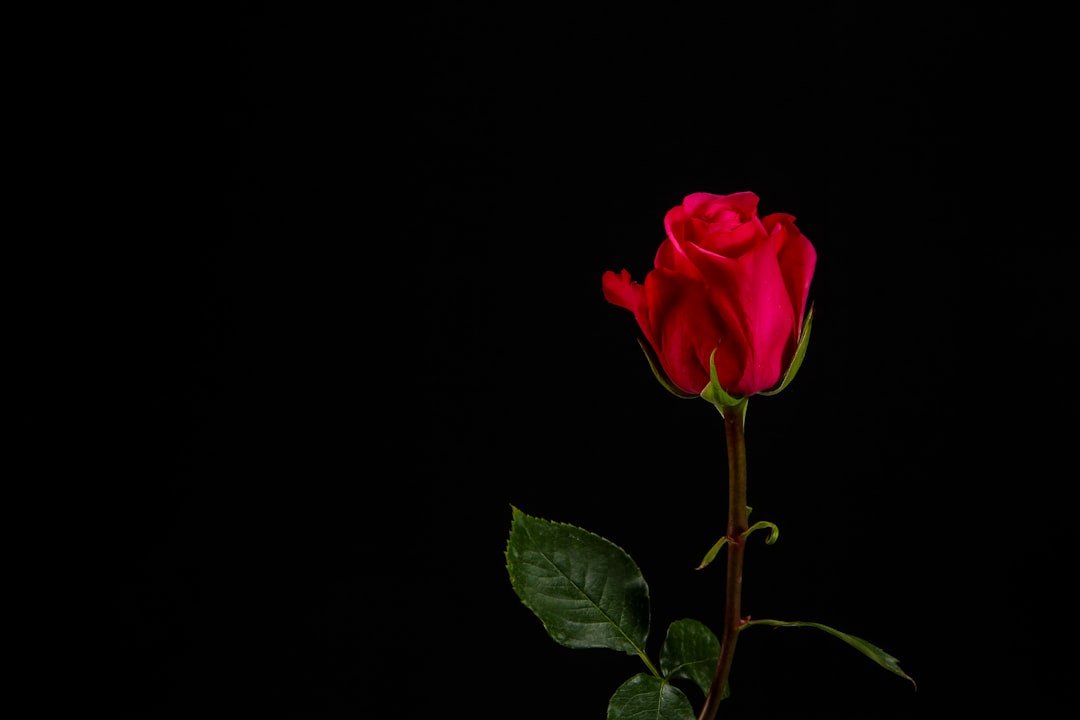 Photo Dark roses